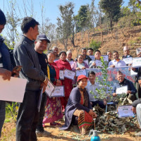 मधेश प्रदेशमा पन्ध्र लाख बिरुवा निःशुल्क वितरण गरिँदै