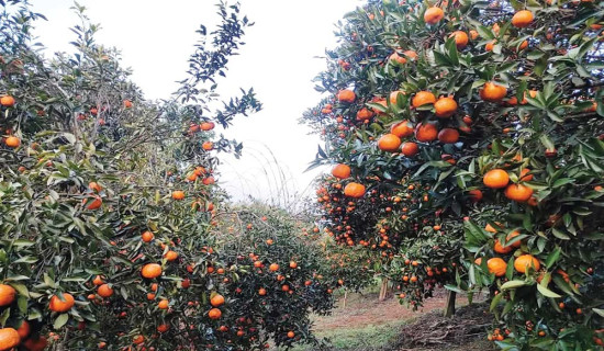 अन्तर्घात गर्ने १०४ जना नेता कार्यकर्तासँग बाँके काँग्रेसले स्पष्टीकरण सोध्ने निर्णय