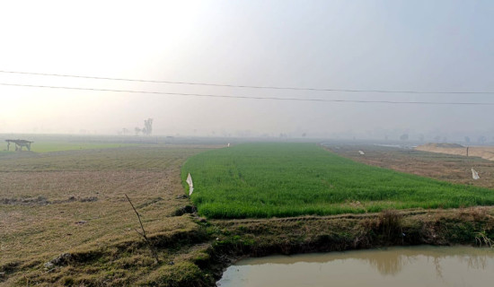 पुरैना ताल व्यवस्थापनमा विवाद