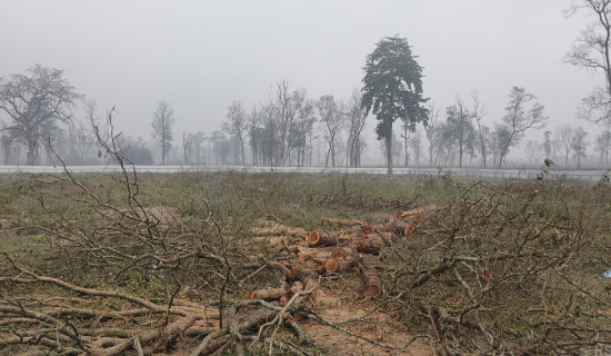 नवलपुरको सदरमुकाम निर्माण स्थलका रुख काटियो