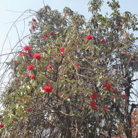 सुर्खेतमा बढ्दो सिकलसेल