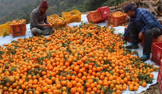 बागलुङमा २६ करोड ४६ लाखको सुन्तला बिक्री