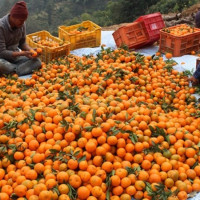 हिल्सा नारा सडक तीन महिनादेखि अवरुद्ध