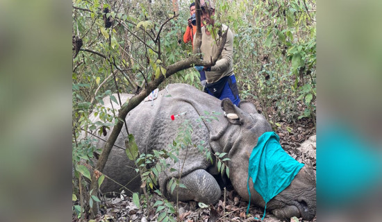 गैँडा स्थानान्तरणको काम सुरु