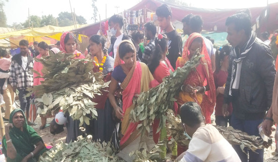 धनुषाधाम मकर मेलाको काेसेली तेजपात