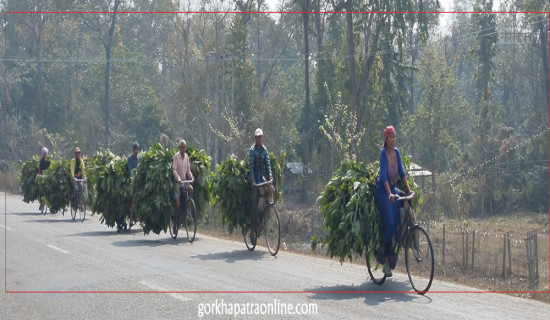 घाँस प्रजातिका वनस्पति मासिँदै