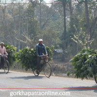 आज खिर खाने दिन, यस्ता छन् खिरका फाइदा