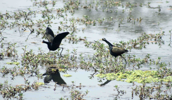 जाखोर तालमा जलपन्छी (फोटो फिचर)