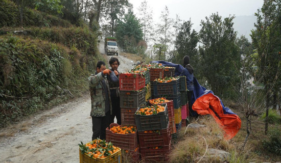 म्याग्दीमा सुन्तला उत्पादन २५ प्रतिशतले बढ्यो