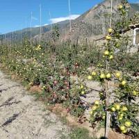 ‘व्यावसायिक्तामा गोरखापत्र अब्बल छ’