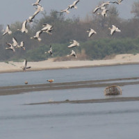 सवारी दुर्घटना रोक्न चालकलाई सम्मान