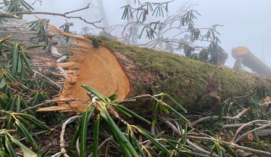 केबलकार निर्माण क्षेत्रका बाँकी रूख कटान