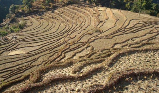 खेतीयोग्य जमिन बाँझो राखे जरिवाना