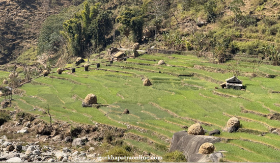 परालको टौवा