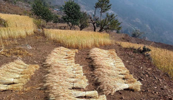 पन्ध्र वर्ष पछि गहुँ खेतीमा फर्किए किसान