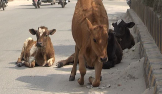 पशु कल्याण ऐन आवश्यक