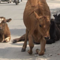 ललितपुरका १६ वर्षीय बालकमा हैजा पुष्टि