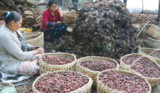 उत्पादन घट्दा अलैँची निर्यातमा गिरावट