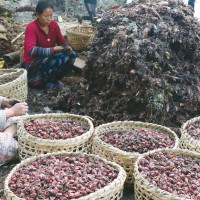 सौर्य एयरको विमान दुर्घटनामा १८ यात्रुको निधन