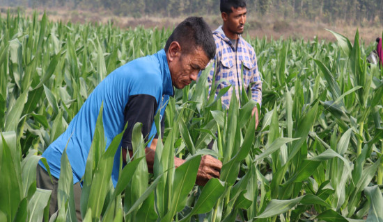 मकैको बीउ उत्पादन गर्दै हरिहरपुरगढी