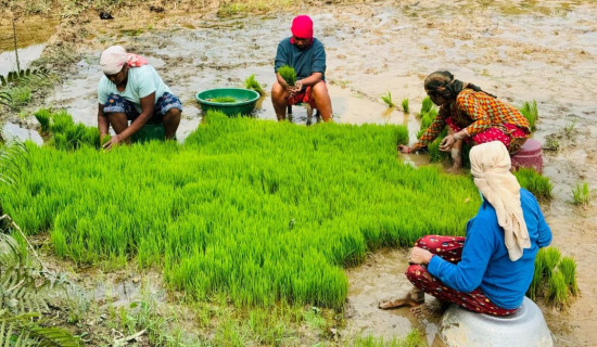 किसानलाई चैते धान लगाउने चटारो