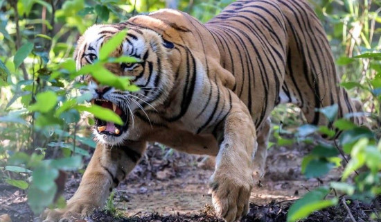 निकुञ्ज टोलीद्वारा पाटेबाघको उद्धार