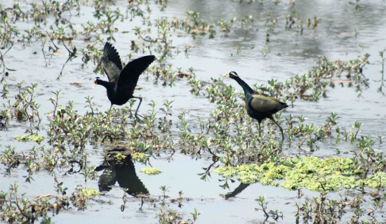 कैलालीमा साढे दुई हजार जलपन्छी अभिलेख