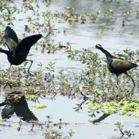 संविधान कार्यान्वयनका नौ वर्ष