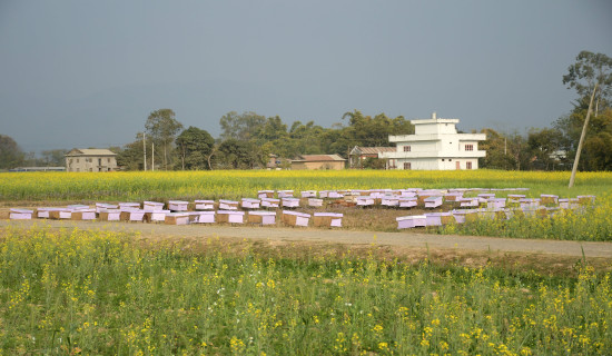 चरनकालागी राखिएका मौरी