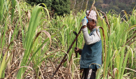 सखर बनाउन व्यस्त किसान