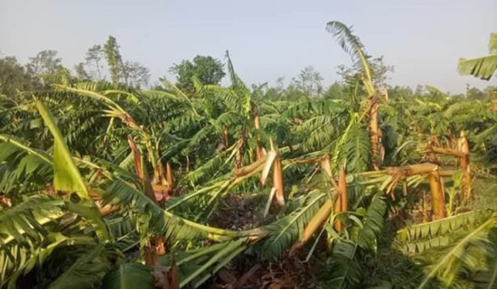 एसइईको नतिजा सुधार्न पहल