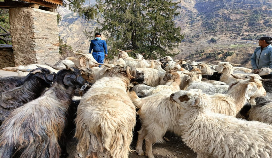 भेडा बाख्रा व्यावसायी गर्ने बढे