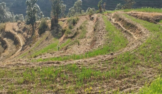 पानी नपर्दा कृषक निराश