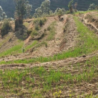 गिद्धको अवस्था सुधारोन्मुख