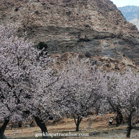 यात्रुवहाक फोर्स गाडी सल्यानमा दुर्घटना : १६ जना घाइते