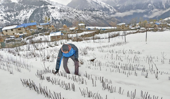 हिउँदे बालीलाई तेलारी