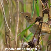 जग्गाको कारोबार ठप्प