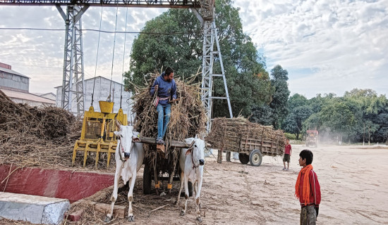 पुरुष जस्तै महिला, महिला जस्तै पुरुष