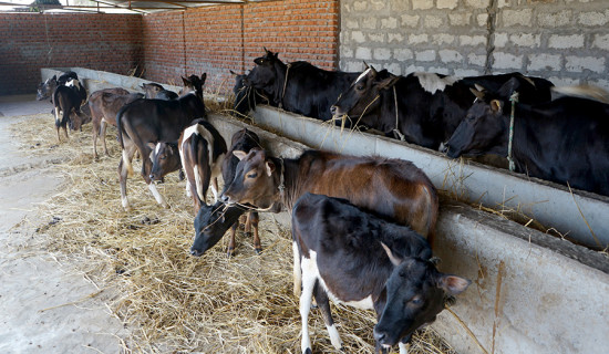 पशुपालनमा किसान आकर्षित