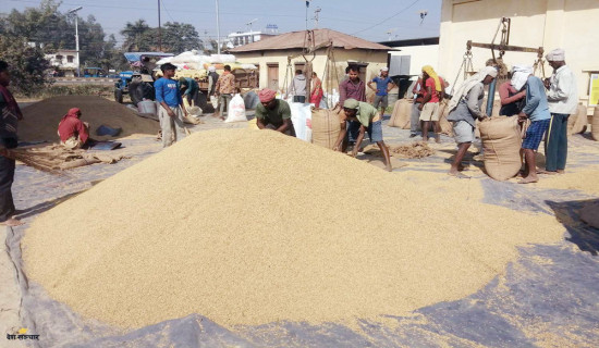 खाद्यलाई धान बेच्न किसानको अरुचि, स्थानीय तहले पनि चासो देखाएनन्