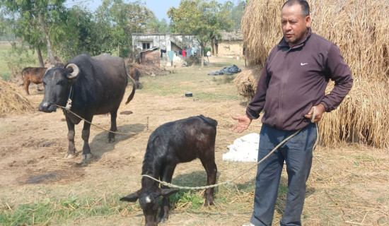 क्राउडस्ट्राइकको झट्का