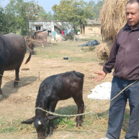 रुपन्देहीमा बालिकाको हत्या