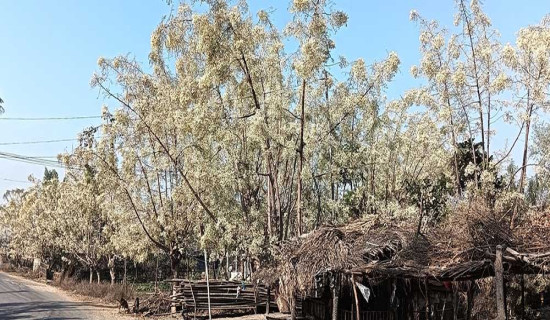 बिन र डोम समुदाय चाडपर्वलक्षित सामान बनाउन व्यस्त