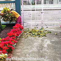 पुष्प व्यवसायबाट मनग्य आम्दानी (फोटो फिचर)