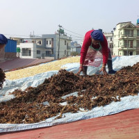 बैतडीमा बेवारिसे शव फेला