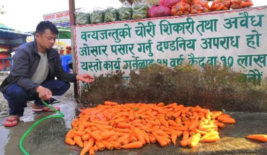 गाजर बिक्रीबाट लाखौँ आम्दानी