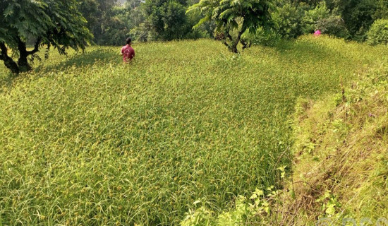 भीमफेदीले ल्यायो कोदोखेती प्रवर्धन कार्यक्रम