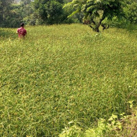 वरिष्ठ प्रहरी हवल्दार मृत फेला