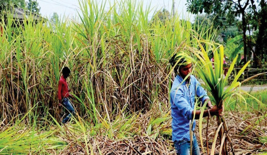 स्ववियु निर्वाचन विवाद : १२ जना सञ्चालकको सामुहिक राजीनामा