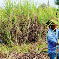 धर्मश्रीको तयारी पूरा, विजेतालाई १२ लाख र ११ किलोको ट्रफी